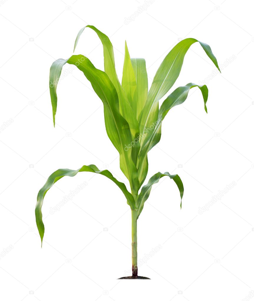 Corn plant isolated on a white background with clipping paths for garden design. A popular grain crop that is used for cooking or processing as animal food. Agriculture industry is growing today.