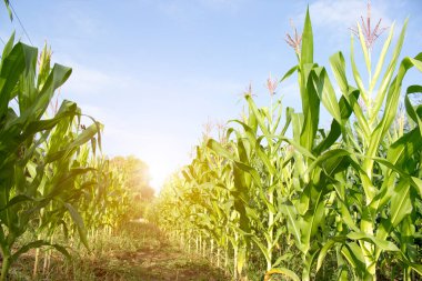 Parlak güneş ışığıyla bahçeye ekilmiş organik mısır. Genç bitkilerin diziden ağaca gelişimi, hasat edilmeye hazır. Gıda endüstrisi için tarım