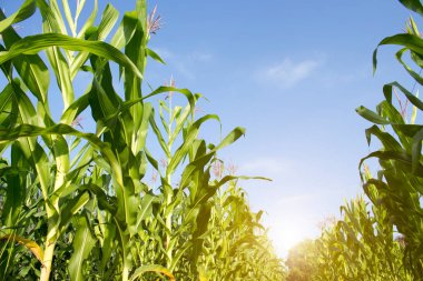 Parlak güneş ışığıyla bahçeye ekilmiş organik mısır. Genç bitkilerin diziden ağaca gelişimi, hasat edilmeye hazır. Gıda endüstrisi için tarım