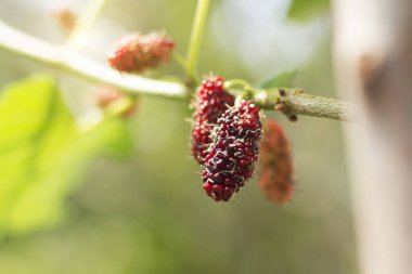 Ağaçta taze siyah ve kırmızı dut meyvesi. Sabah güneşiyle birlikte çiftlikte tarım ürünleri yetişiyor. Gözleri besleyen ve onları sağlıklı kılan yiyecekler..
