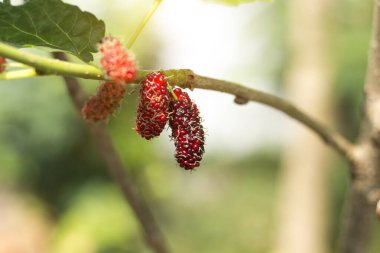 Ağaçta taze siyah ve kırmızı dut meyvesi. Sabah güneşiyle birlikte çiftlikte tarım ürünleri yetişiyor. Gözleri besleyen ve onları sağlıklı kılan yiyecekler..
