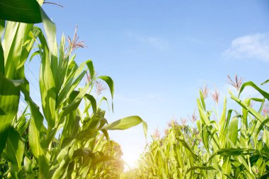 Parlak güneş ışığıyla bahçeye ekilmiş organik mısır. Genç bitkilerin diziden ağaca gelişimi, hasat edilmeye hazır. Gıda endüstrisi için tarım