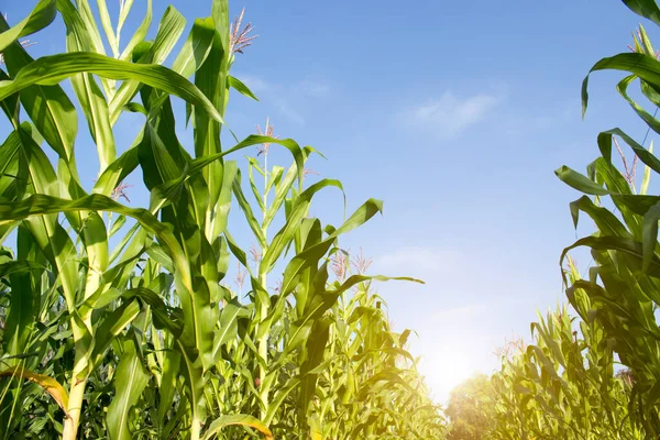 Parlak güneş ışığıyla bahçeye ekilmiş organik mısır. Genç bitkilerin diziden ağaca gelişimi, hasat edilmeye hazır. Gıda endüstrisi için tarım