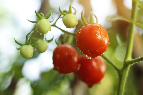 Organik bahçede taze kırmızı domatesler hasat için hazır. Tarım ekinleri sabah güneşiyle birlikte çiftlikte büyüyor..