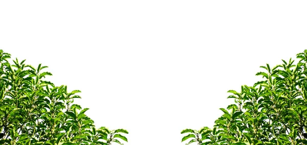 Groene Bladeren Takken Geïsoleerd Een Witte Achtergrond Natuurlijke Sjablonen Het — Stockfoto