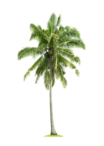 Coconut Palm Träd Isolerad Vit Bakgrund Med Klippvägar För Trädgårdsdesign — Stockfoto