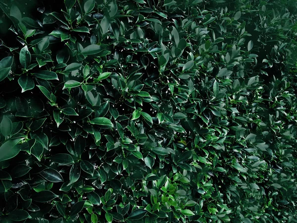 Фон Зеленого Листя Тропічному Лісі Графічного Дизайну Або Шпалер — стокове фото