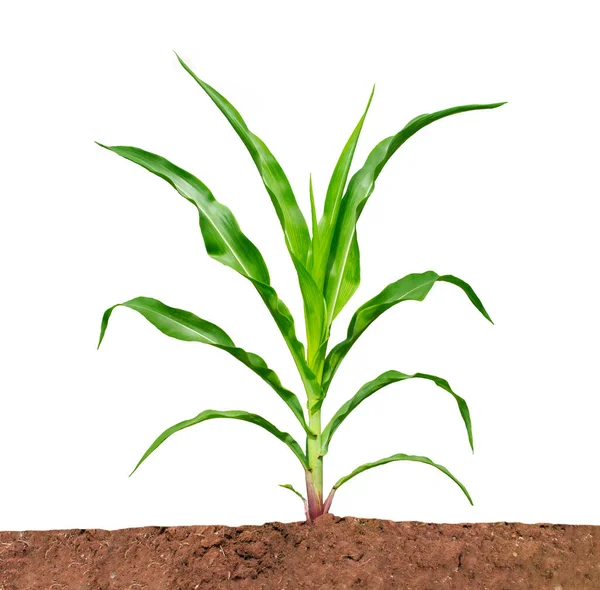Kukoricanövény Elszigetelt Fehér Alapon Vágási Útvonalak Kerttervezés Népszerű Gabonatermés Amelyet — Stock Fotó