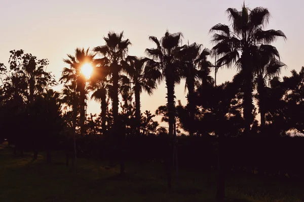 Pálmafák sziluettjei naplementekor. Fényképezte a nap ellen — Stock Fotó