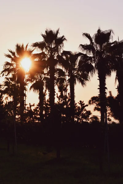 Silhuetas de palmeiras durante o pôr do sol. Fotografado contra o sol — Fotografia de Stock