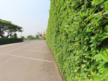 Yeşil yapraklı bitki duvarı, uzun yeşil çit ya da yeşil yapraklı duvar. 