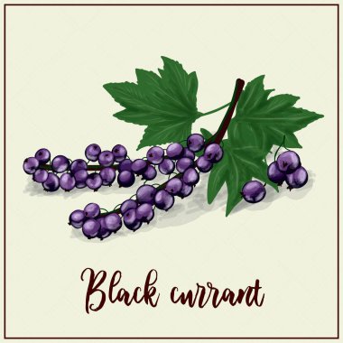 Card with berries. Black currant. Drawn blackcurrant. Vector illustration. Farm berry farm. exotic berries