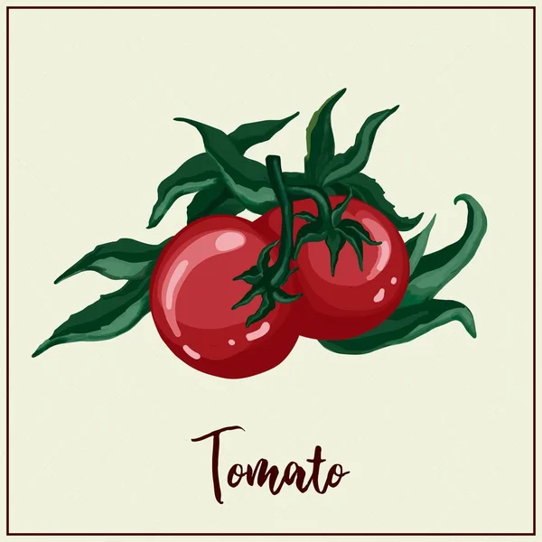 Kartu Dengan Sayuran Tomat Melukis Tomat Merah Vektor Ilustrasi Pertanian - Stok Vektor