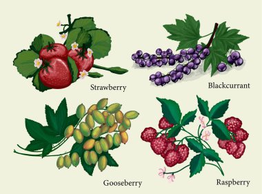 Bektaşi üzümü, ahududu, çilek ve siyah frenk üzümü. El yapımı böğürtlen. Tarla çileklerinin izole çizimleri. Clipart