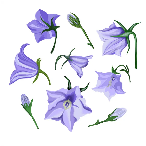 Blaue Glockenblumen Vereinzelte Blaue Blumen Auf Weißem Hintergrund Vektorillustration — Stockvektor