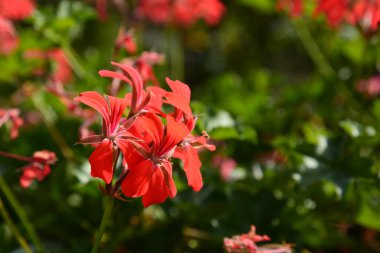 Güzel kırmızı çiçeklerin yakın plan çekimi..