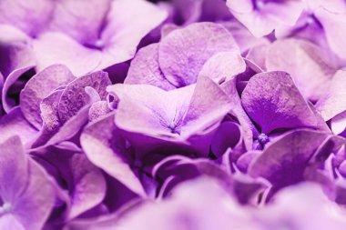 Yumuşak leylak Hydrangea makrophylla ya da Hortensiya çiçek yaprakları. Yumuşak rüya hissi için sığ alan derinliği