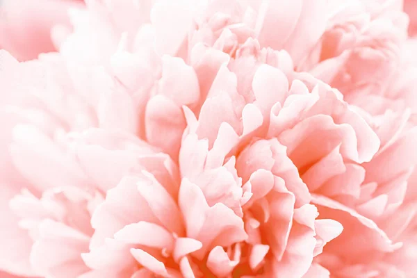 Pastel desenfocado, pétalos de dalia de coral macro, fondo abstracto floral. Primer plano de la dalia de la flor para el fondo, enfoque suave —  Fotos de Stock