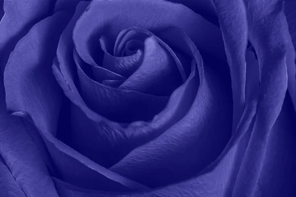 Beautiful Purple Very Peri Rose Close — Stock Photo, Image