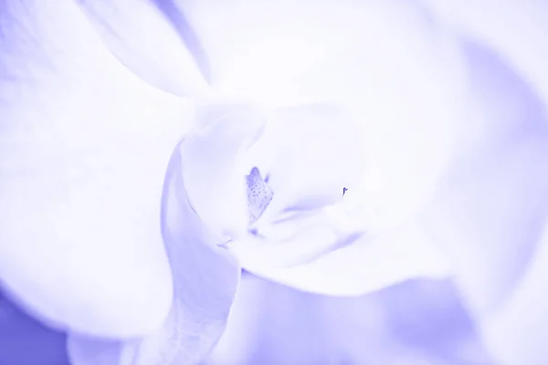 Flor Orquídeas Brancas Florescendo Phalaenopsis Close Foco Suave Tonificado — Fotografia de Stock