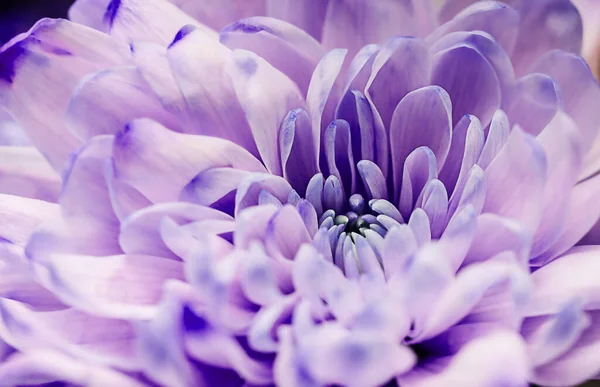 使用されていないパステル ライラックダリア花弁のマクロ 花抽象的な背景 背景のための花のダリアの閉じる ソフトフォーカス — ストック写真