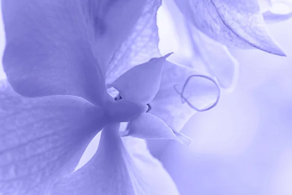 柔らかい紫色の非常にパーリ蘭 閉めろ 選択的焦点 — ストック写真