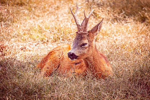Jachère Cerf assis contre les couleurs dorées de l'automne. Foto sauvage — Photo