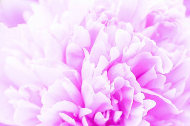 Odaklanmamış pastel, pembe yıldız yapraklı makro, çiçek soyut arka plan. Arkaplan için çiçek dalyasını kapat, Yumuşak odak,