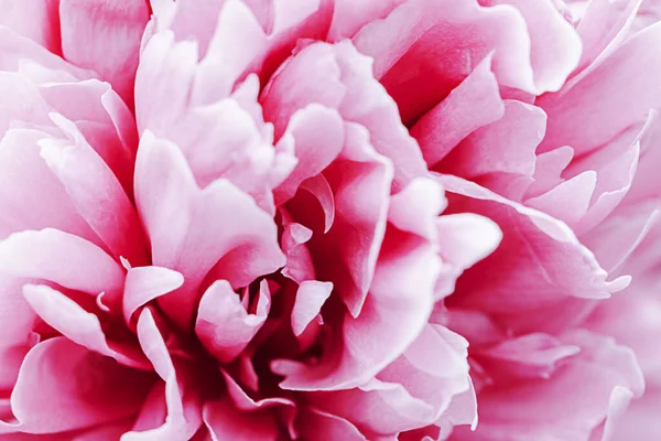 パステル、太平洋ピンクのダリアの花弁のマクロ、花の抽象的な背景を強調した。背景のための花のダリアの閉じる,ソフトフォーカス. — ストック写真