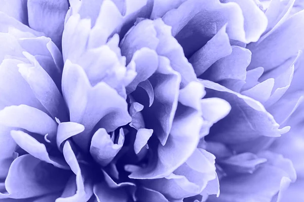 Defocused Pastel Very Peri Purple Dahlia Petals Macro Floral Abstract — Stockfoto