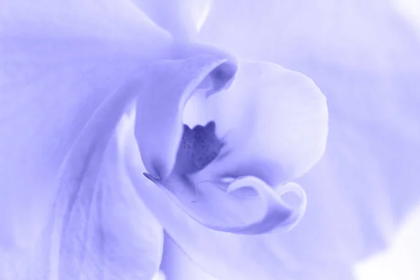 Eine zarte Purpurorchidee Very Peri. Aus nächster Nähe. Selektiver Fokus — Stockfoto