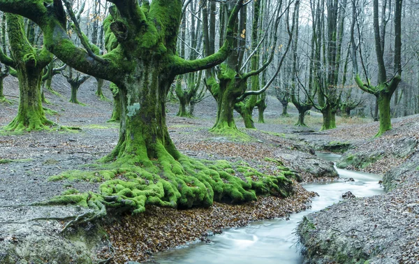 Bosque de haya — Foto de Stock