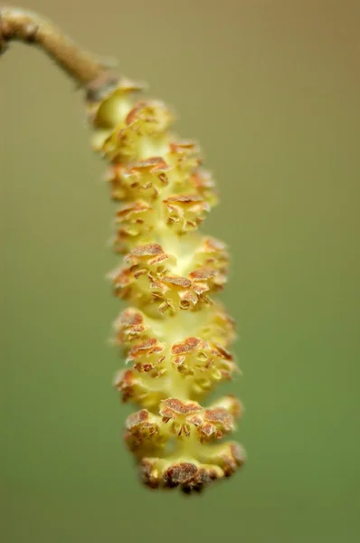 Vidunderlig catkin - Stock-foto