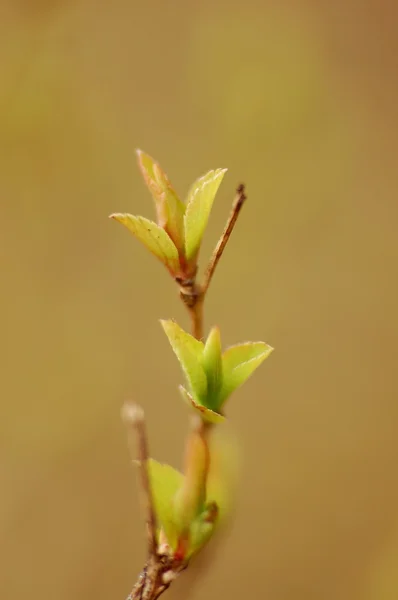 Spring lilac buds — Stock Photo, Image