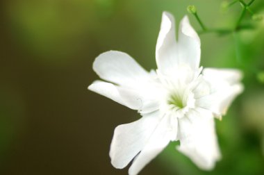 Küçük beyaz çiçek