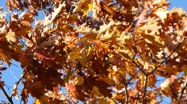 Αποξηραμένα Φύλλα Και Δέντρα Κυματίζουν Στον Άνεμο Φθινόπωρο Στο Τορόντο — Φωτογραφία Αρχείου