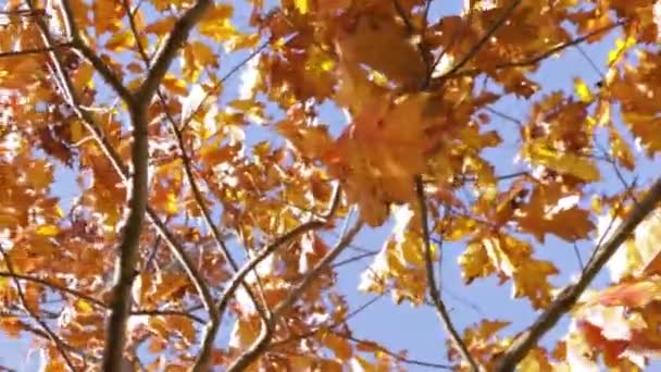 緑のフィールドで野生の草の揺れ 牧草地での動きの自然なテクスチャ カナダのトロントで秋に風に揺れる乾燥植物や木 — ストック動画
