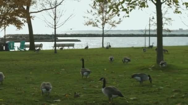 Canadian Geese Fading Lake Shore Boulevard Toronto Canada — Stock Video