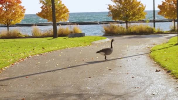 Canada Goose Walking Crossing Other Side Park Canadian Goose Public — Stock Video