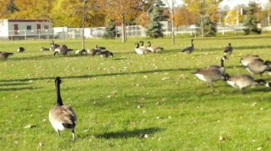 Kanada kazları Toronto, Kanada 'daki Lake Shore Bulvarı' nda kayboluyor. 