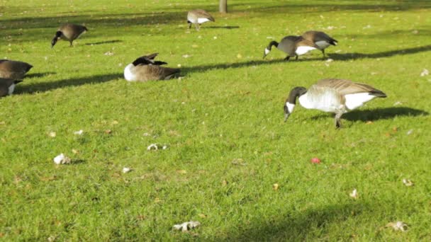 Canadian Geese Fading Lake Shore Boulevard Toronto Canada — Stock Video