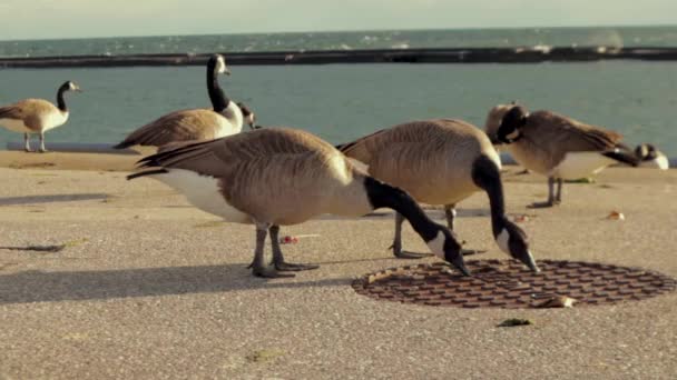 Canada Oca Pascolo Erba Verde Oca Canadese Che Cammina Muove — Video Stock