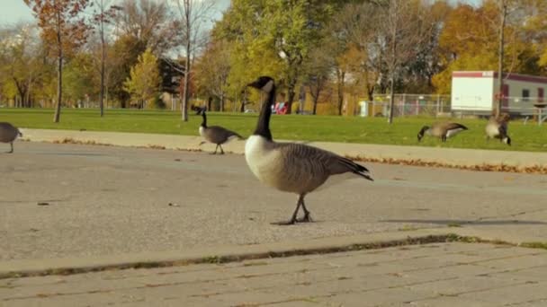 Canada Goose Walking Crossing Other Side Park Canadian Goose Public — Stock Video