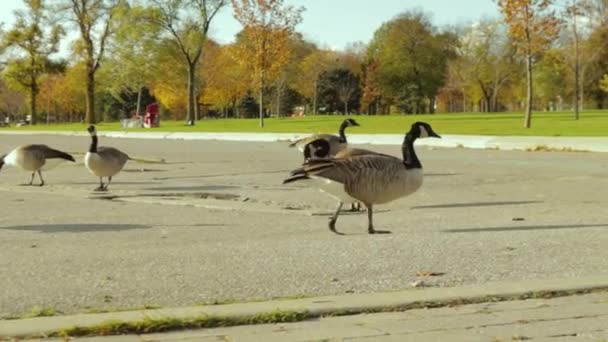 Kanada Kazları Yeşil Çimlerde Otluyor Kanada Kazı Toronto Kanada Güneşli — Stok video