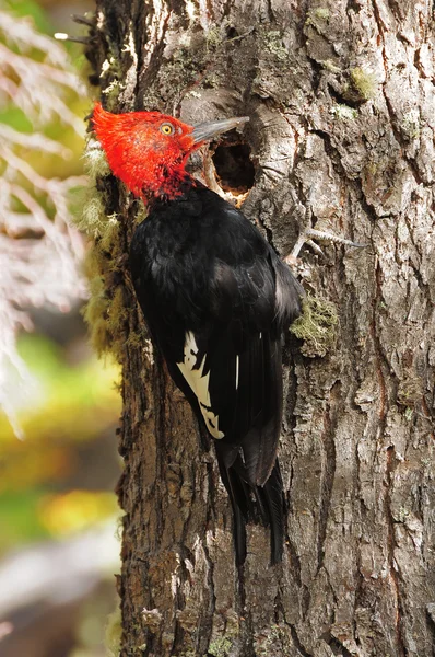 Woodpecker. — Stock Photo, Image