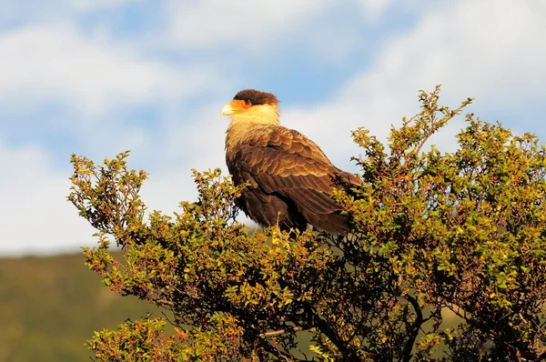 Fågel "karakara". — Stockfoto