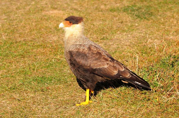 Fågel "karakara". — Stockfoto