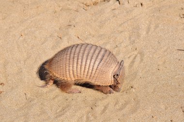 Armadillo.