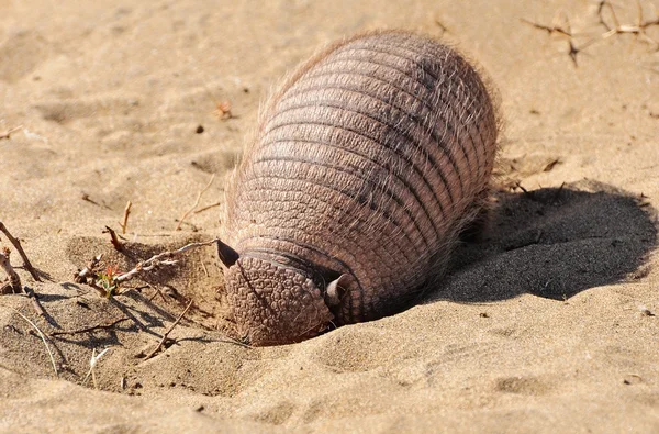 Armadillo. — Stock Photo, Image