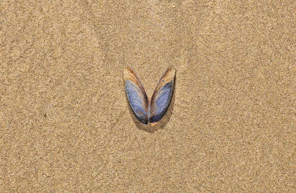 Shell on the ocean beach. — Stock Photo, Image